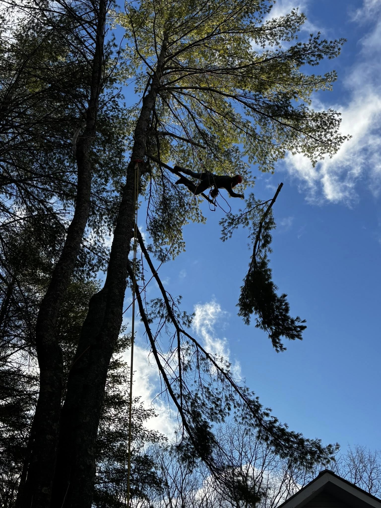 Arborist tree trimming with rigging ropes in Southern Vermont