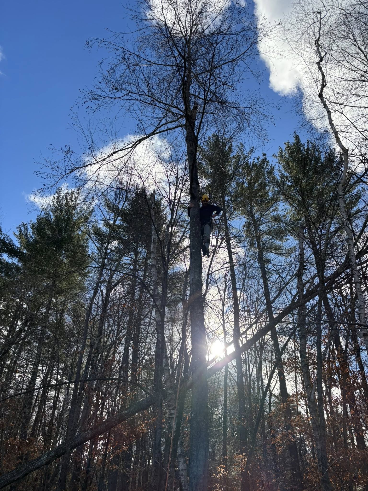 Professional arborist climbing tree in Southern Vermont