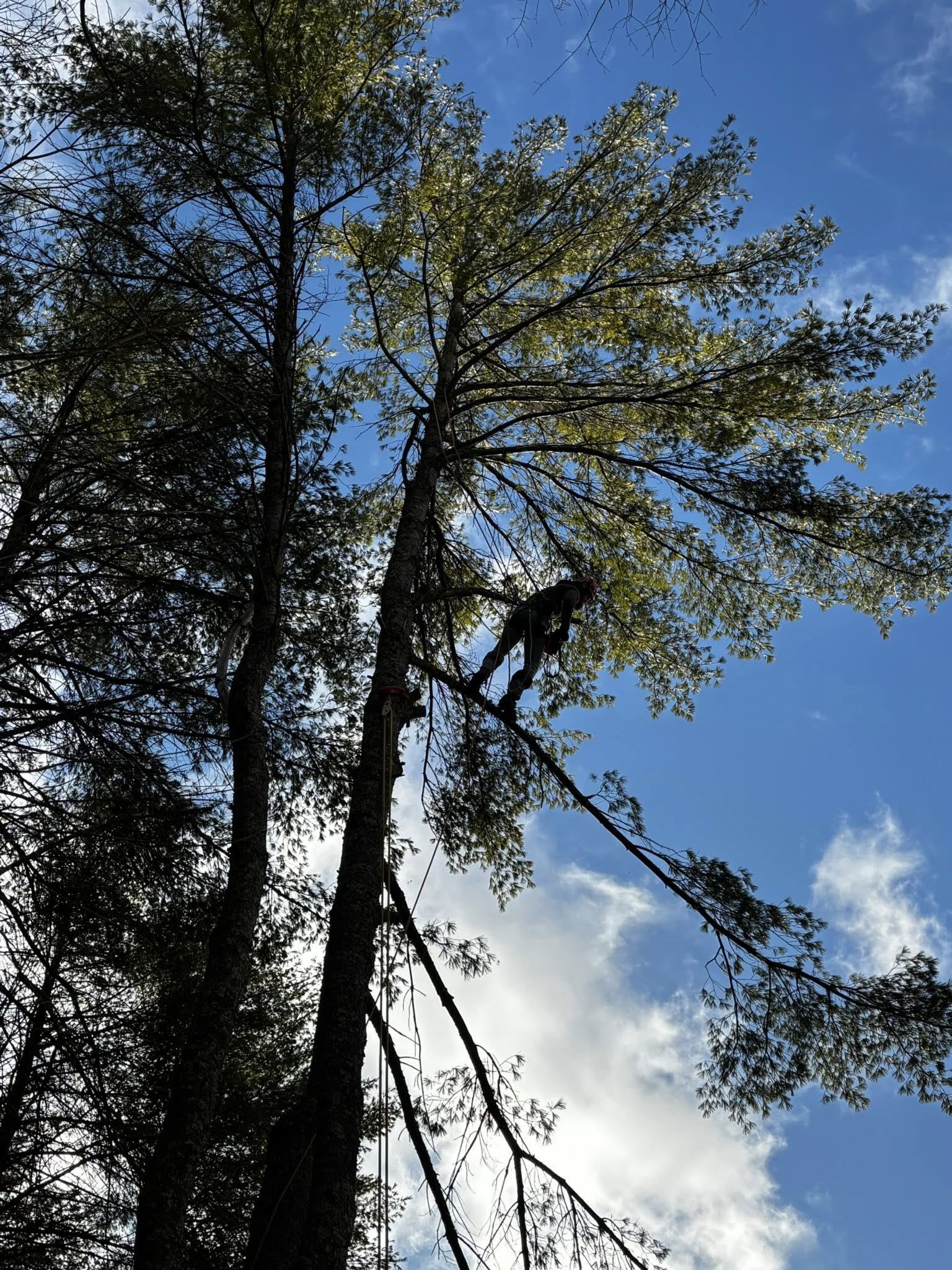Professional tree canopy trimming service in Vermont
