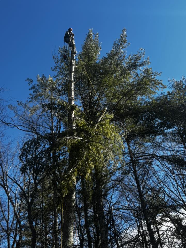Expert tree climber arborist at top of tall tree in Vermont