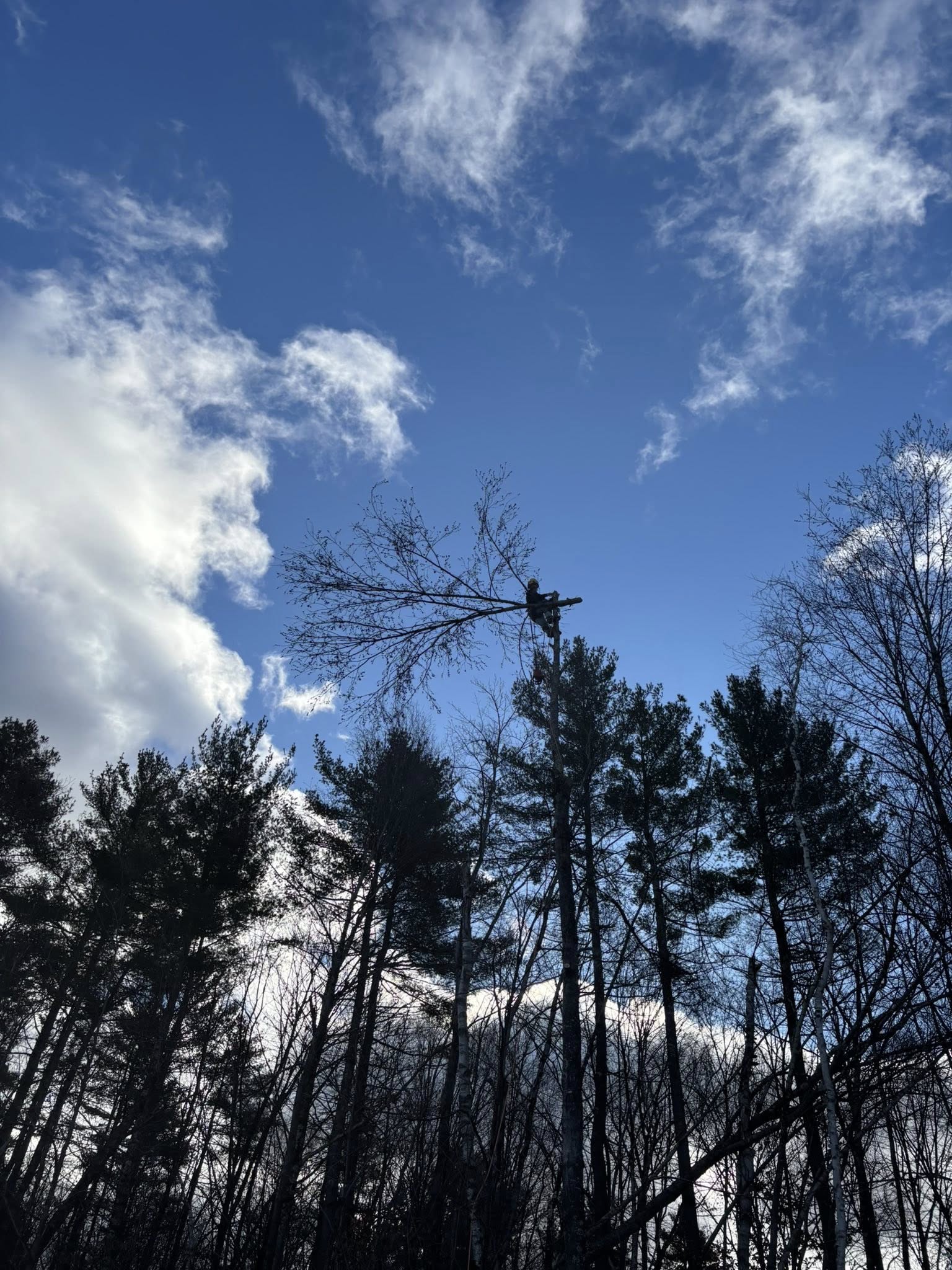 Professional tree climber working high in tree in Southern Vermont