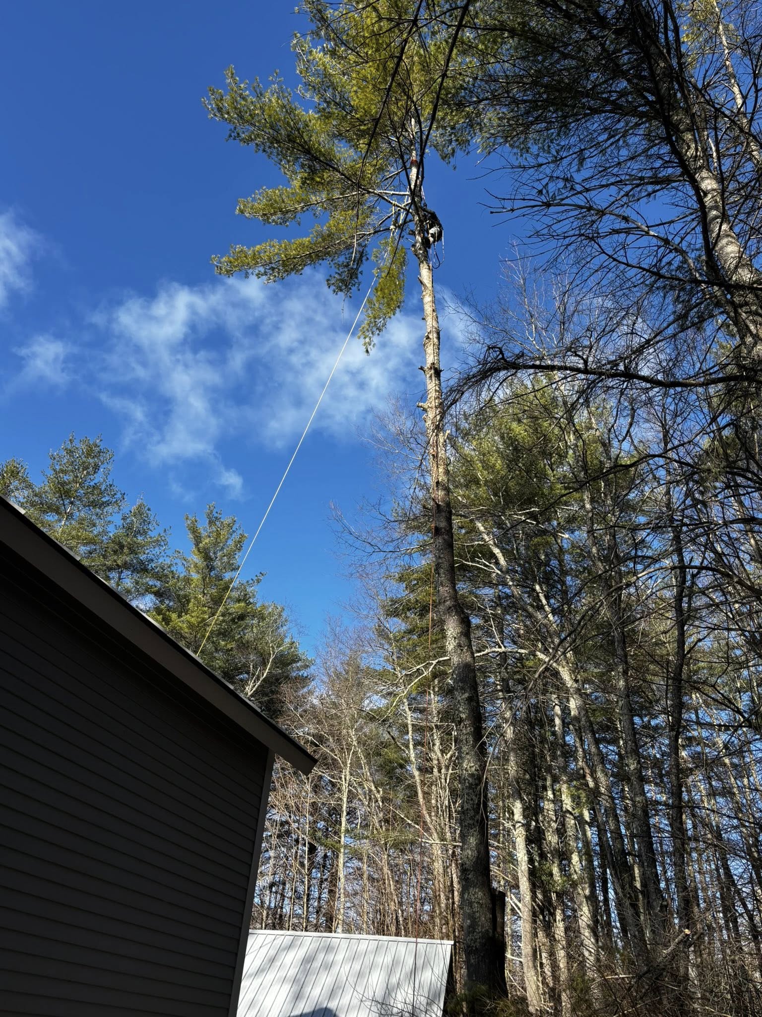 Tree removal near residential building using professional rigging in Vermont