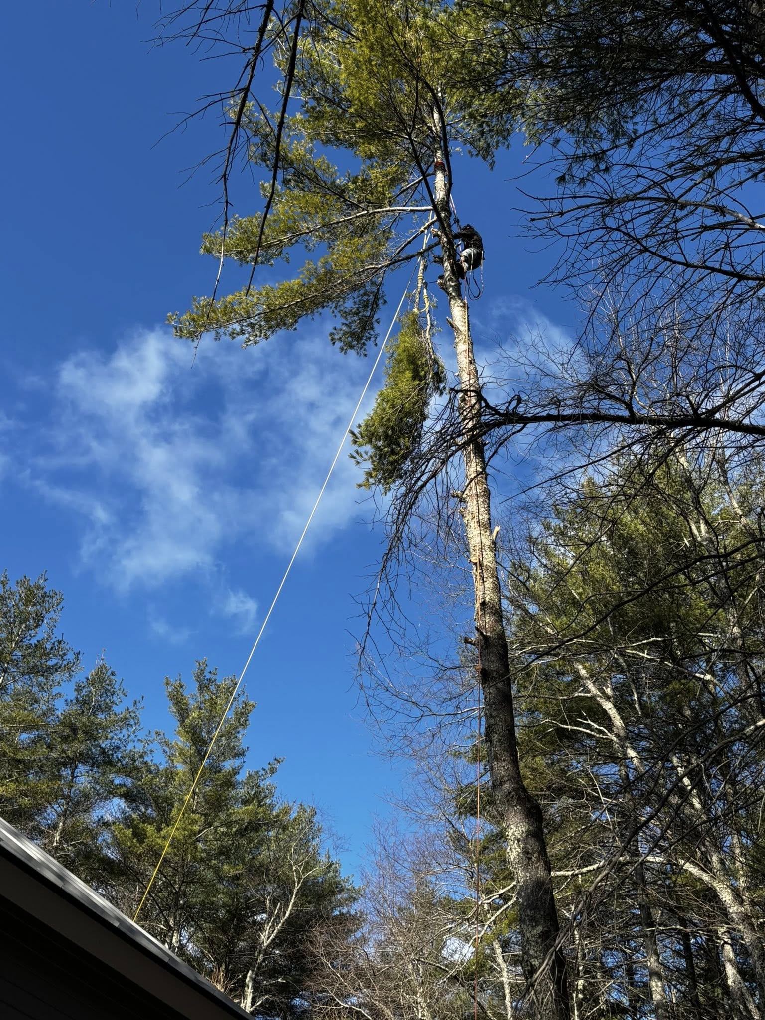 Arborist rigging branches for safe tree removal near roof in Vermont